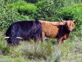 Schottisches Hochlandrind (Highland Cattle)-L. Klasing