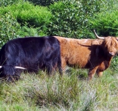 Schottisches Hochlandrind (Highland Cattle)-L. Klasing