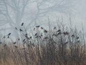 Frühling: Rauchschwalbe (Hirundu rustica) kehrt zurück-L. Klasing