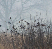 Frühling: Rauchschwalbe (Hirundu rustica) kehrt zurück-L. Klasing