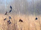 Frühling: Rauchschwalbe (Hirundu rustica) kehrt zurück-L. Klasing