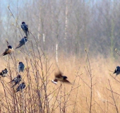 Frühling: Rauchschwalbe (Hirundu rustica) kehrt zurück-L. Klasing