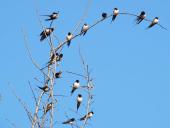 Frühling: Rauchschwalbe (Hirundu rustica) kehrt zurück-L. Klasing