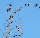 Frühling: Rauchschwalbe (Hirundu rustica) kehrt zurück-L. Klasing