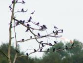 Frühling: Rauchschwalbe (Hirundu rustica) kehrt zurück-L. Klasing