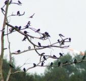 Frühling: Rauchschwalbe (Hirundu rustica) kehrt zurück-L. Klasing