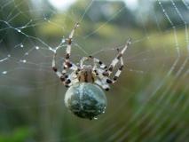 Vierfleckspinne (Araneus quadratus) L. Klasing