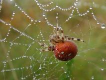 Vierfleckspinne (Araneus quadratus) L.Klasing