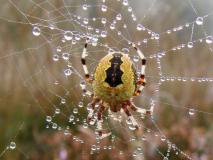 Marmorierte Kreuzspinne (Araneus marmoreus var.-pyramidata) L. Klasing