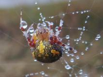 Marmorierte Kreuzspinne (Araneus marmoreus) L. Klasing