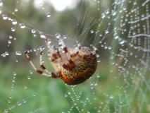 Marmorierte Kreuzspinne (Araneus marmoreus) L. Klasing