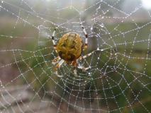 Marmorierte Kreuzspinne (Araneus marmoreus) L. Klasing