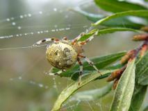 Marmorierte Kreuzspinne (Araneus marmoreus) L. Klasing