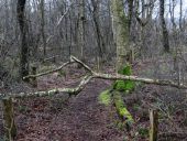 003-Venn-20.01.2018-L.-Klasing-
