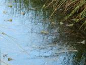 001-Teichfrosch-Rana-esculenta-L.-Klasing-