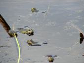 002-Teichfrosch-Rana-esculenta-L.-Klasing-