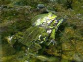 003-Teichfrosch-Rana-esculenta-L.-Klasing-
