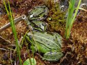004-Teichfrosch-Rana-esculenta-L.-Klasing-