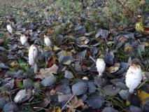 Schopftintling (Coprinus comatus) L. Klasing