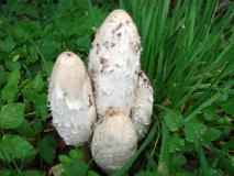 Schopftintling (Coprinus comatus) L. Klasing