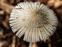 Gesäter Tintling (Coprinus disseminatus) L. Klasing