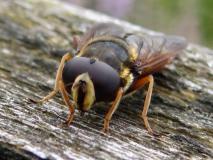 Große Torf-Schwebfliege Männchen (Sericomyia silentis) L. Klasing