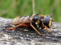 Große Torf-Schwebfliege Männchen (Sericomyia silentis) L. Klasing