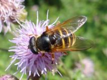 Große Torfschwebfliege Weibchen (Sericomyia silentis) L. Klasing