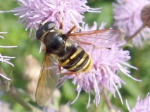 Große Torfschwebfliege Weibchen (Sericomyia silentis) L. Klasing