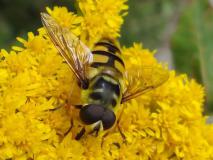 Totenkopfschwebfliege Männchen (Myathropa florea) L. Klasing