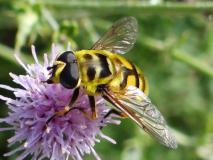 Totenkopfschwebfliege Männchen (Myathropa florea) L. Klasing