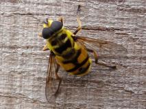 Totenkopfschwebfliege Männchen (Myathropa florea) L. Klasing