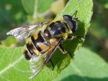 Totenkopfschwebfliege Männchen (Myathropa florea) L. Klasing