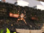 Die-Kreuzspinne-schaut-zu.-Treffen-der-Vennfüchse-25.08.2017-L.-Klasing-