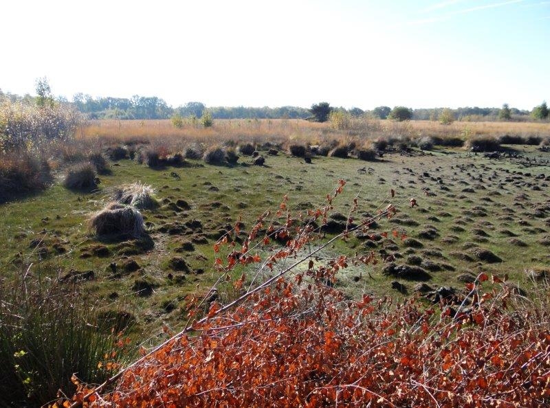 001-Torfstich-am-Turmweg-ausgetrocknet-14.10.2018-L.-Klasing-