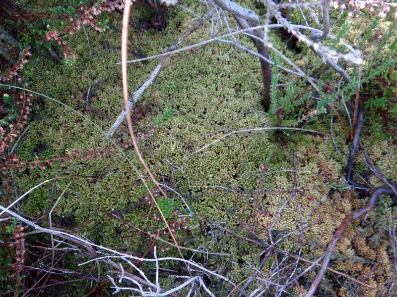 006-Torfmoos-Sphagnum-erholt-etwas-sich-nach-dem-Regen-31.10.2018-L.-Klasing-8