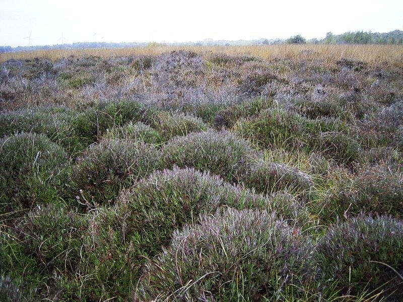 007-Rosmarinheide-nicht-geschädigt-durch-Trockenheit-25.10.2018-L.-Klasing-