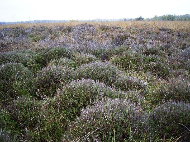 007-Rosmarinheide-nicht-geschädigt-durch-Trockenheit-25.10.2018-L.-Klasing-