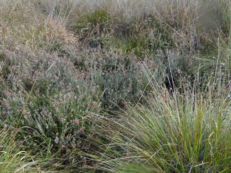 008-Glocken-Heide-nicht-geschädigt-durch-Trockenheit-25.10.2018-L.-Klasing-