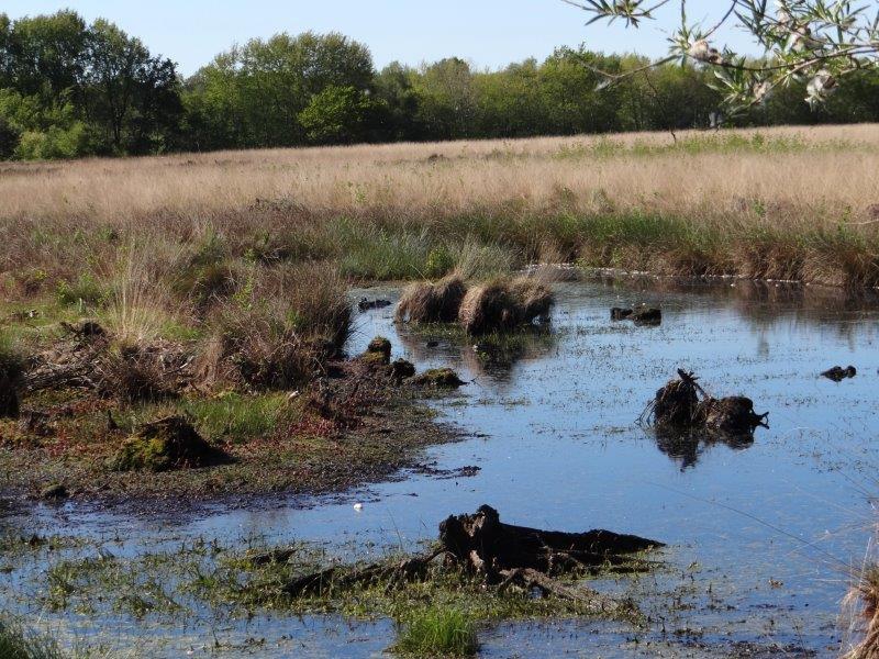 002-Alter-Torfstich-15.05.2019-L.-Klasing-