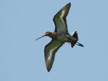 Uferschnepfe (Limosa limosa) L. Klasing