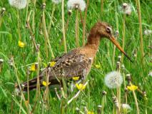 Uferschnepfe (Limosa limosa) L. Klasing