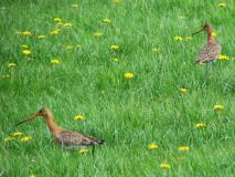 Uferschnepfe (Limosa limosa) L. Klasing