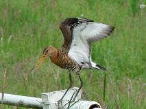 Uferschnepfe (Limosa limosa) L. Klasing