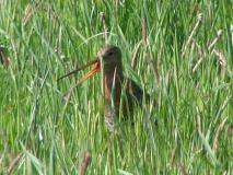 Uferschnepfe (Limosa limosa) L. Klasing