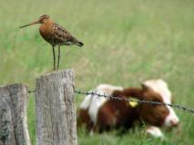 Uferschnepfe (Limosa limosa) L. Klasing