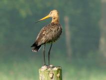 Uferschnepfe (Limosa limosa) L. Klasing