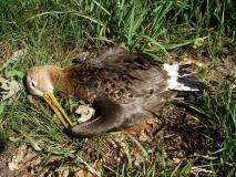 Verkehrsopfer Uferschnepfe (Limosa limosa) L. Klasing