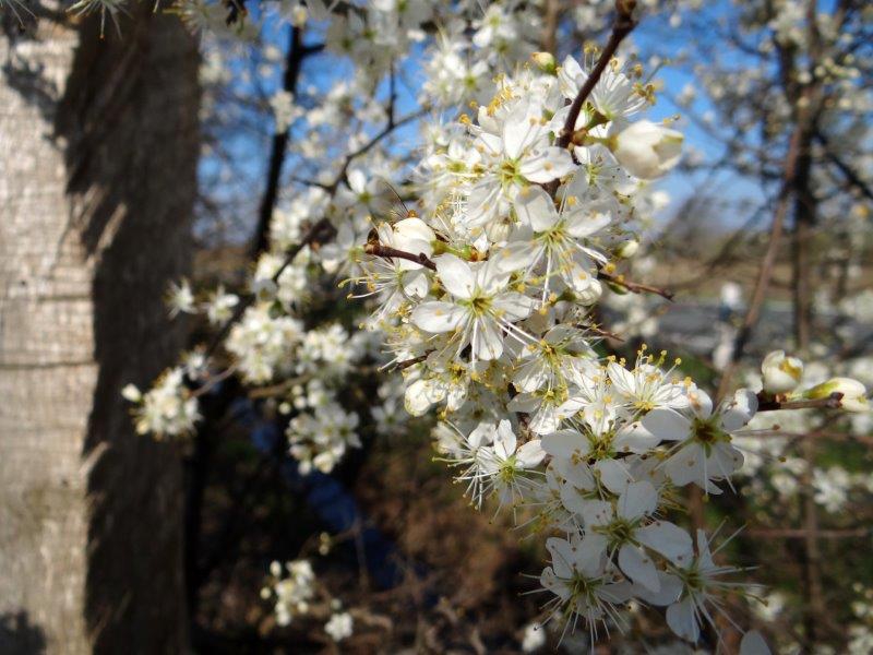 001-Schlehe-Prunus-spinosa-L.-Klasing-