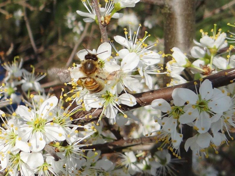 003-Schlehe-Prunus-spinosa-L.-Klasing-